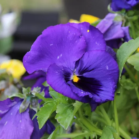 Ristorante Miramonti