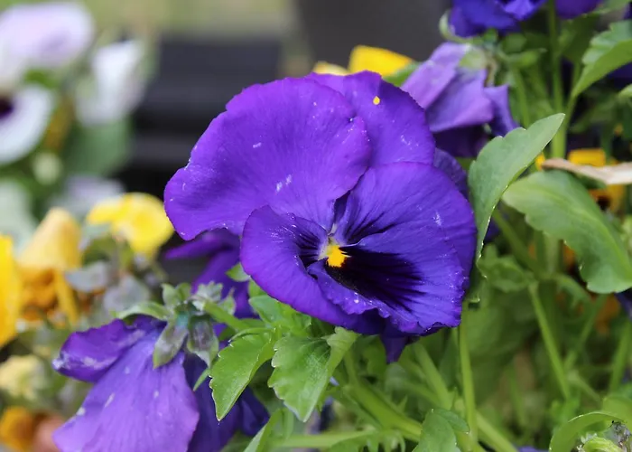 Ristorante Miramonti